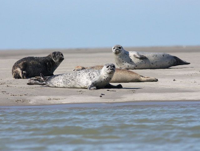 Drei Robben liegen an einem Sandstrand in der Nähe des Wassers.