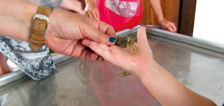 Eine Person hält einen kleinen Frosch in der Hand.