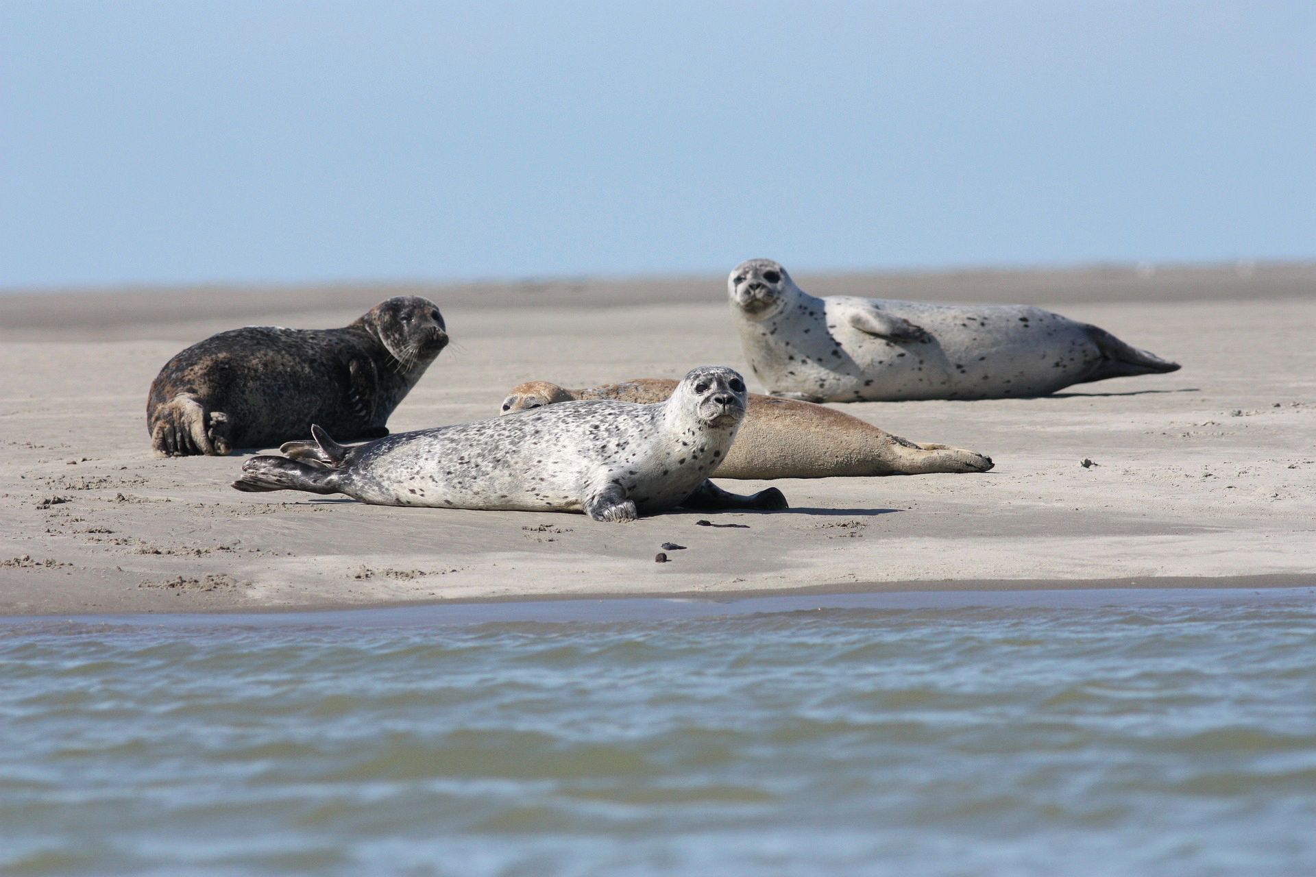 Mehrere Seehunde liegen ruhig auf einer Sandbank bei den Seehundbänken Husum. 