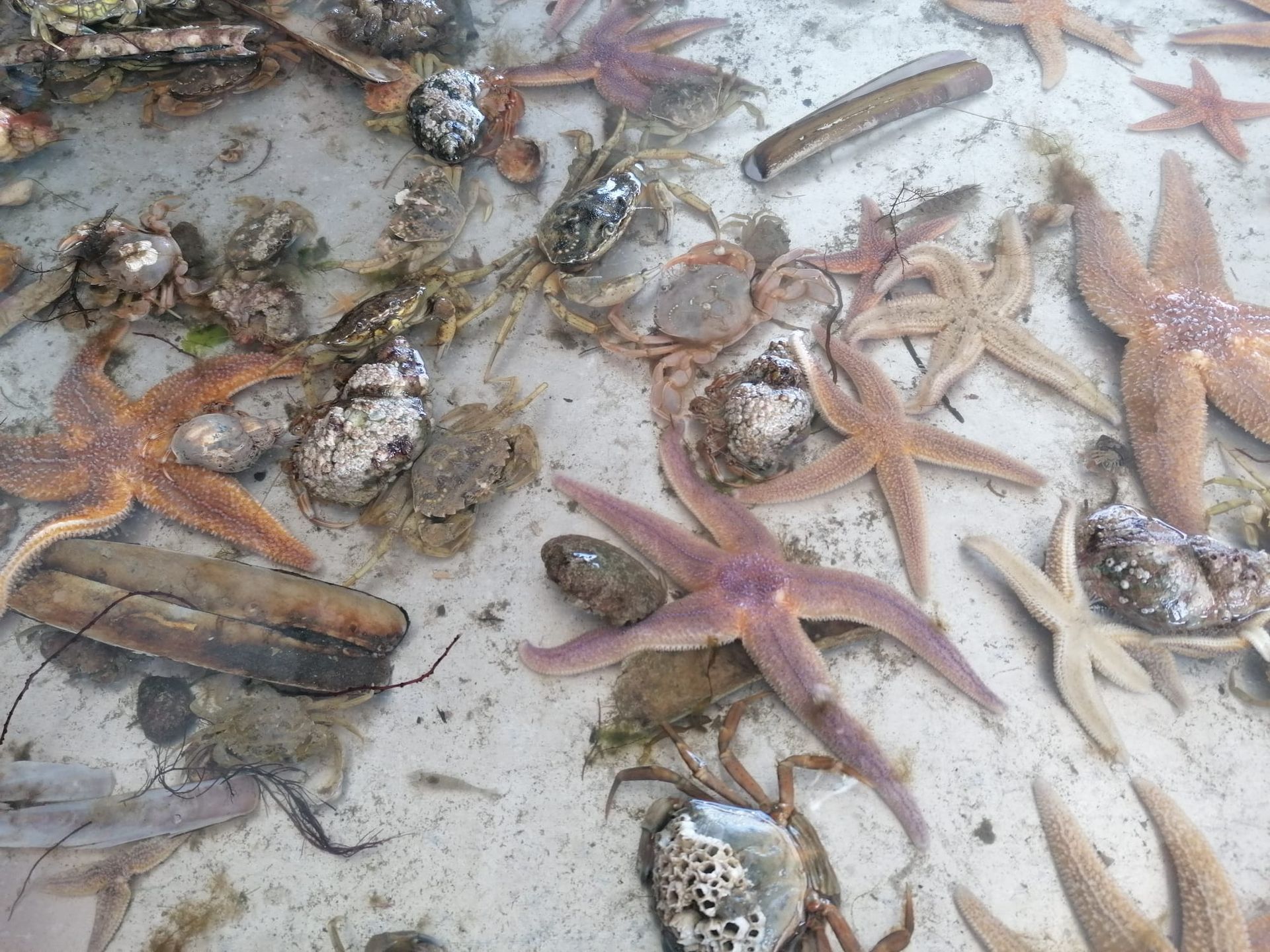 Im flachen Wasser der Seehundbänke Husum sind verschiedene Meerestiere wie Seesterne, Krebse und Muscheln auf dem sandigen Meeresboden zu sehen.