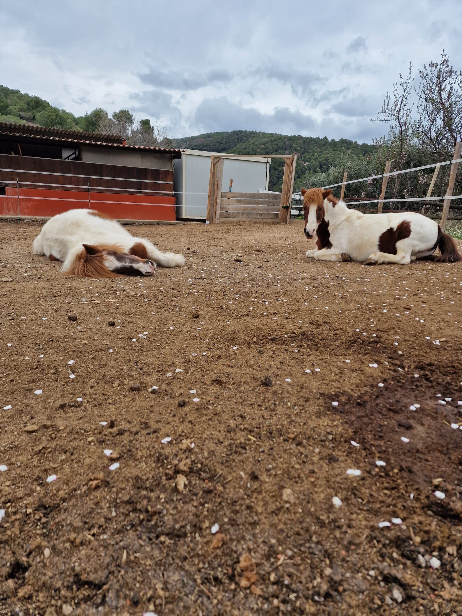 Un caballo marrón con una silla azul está parado en un establo.