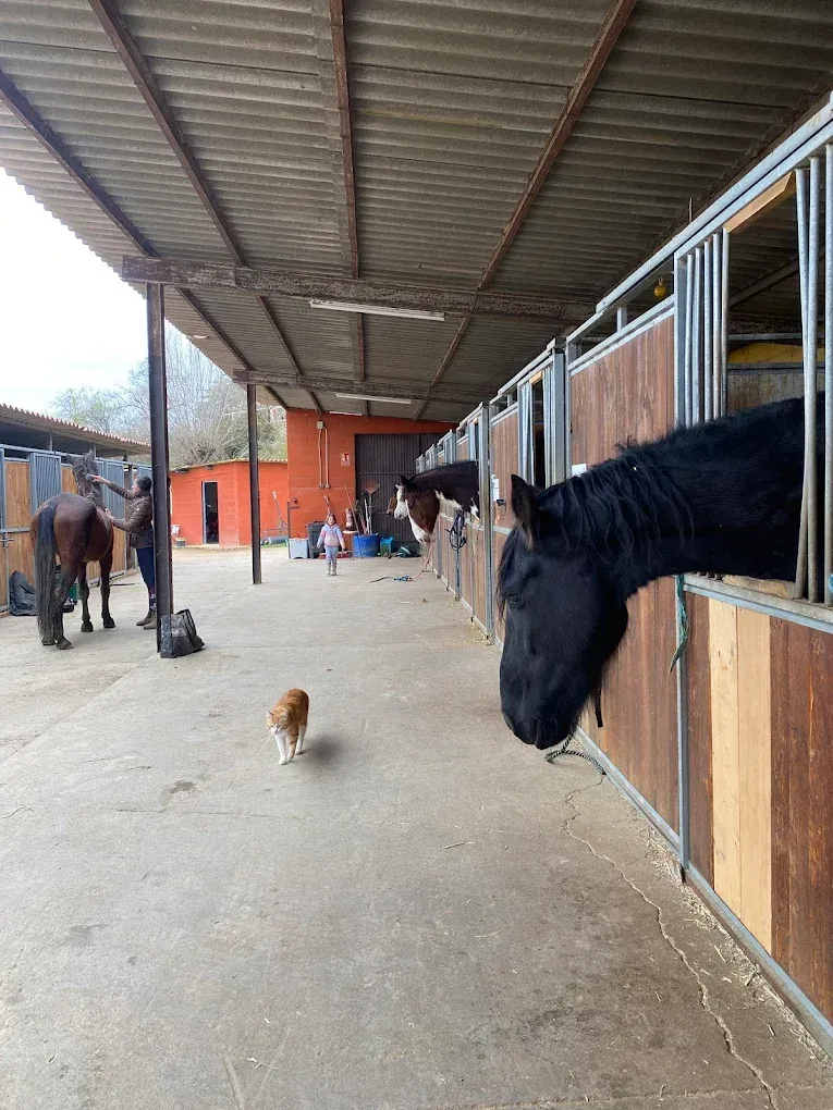 Un grupo de caballos se encuentra en un establo mirando hacia afuera de sus puestos.