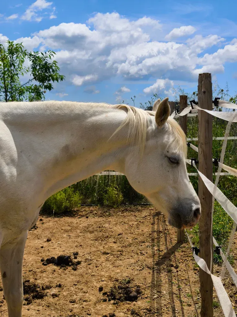 Un caballo blanco está parado en un campo de tierra detrás de una cerca.
