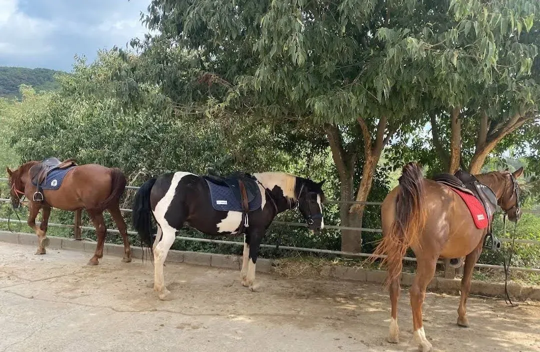 Tres caballos están parados uno al lado del otro en un área cercada.