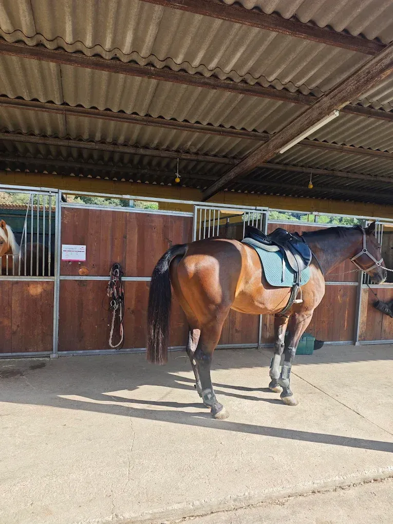 Un caballo marrón con una silla azul está parado en un establo.