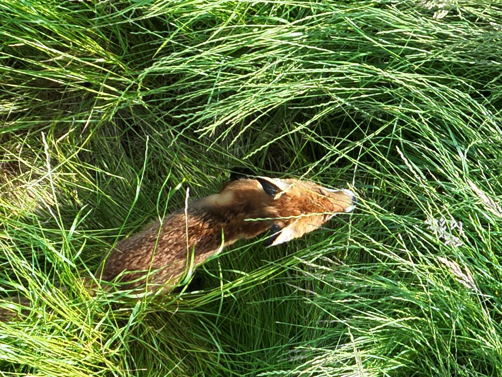 Ein brauner Otter, teilweise im hohen grünen Gras versunken.