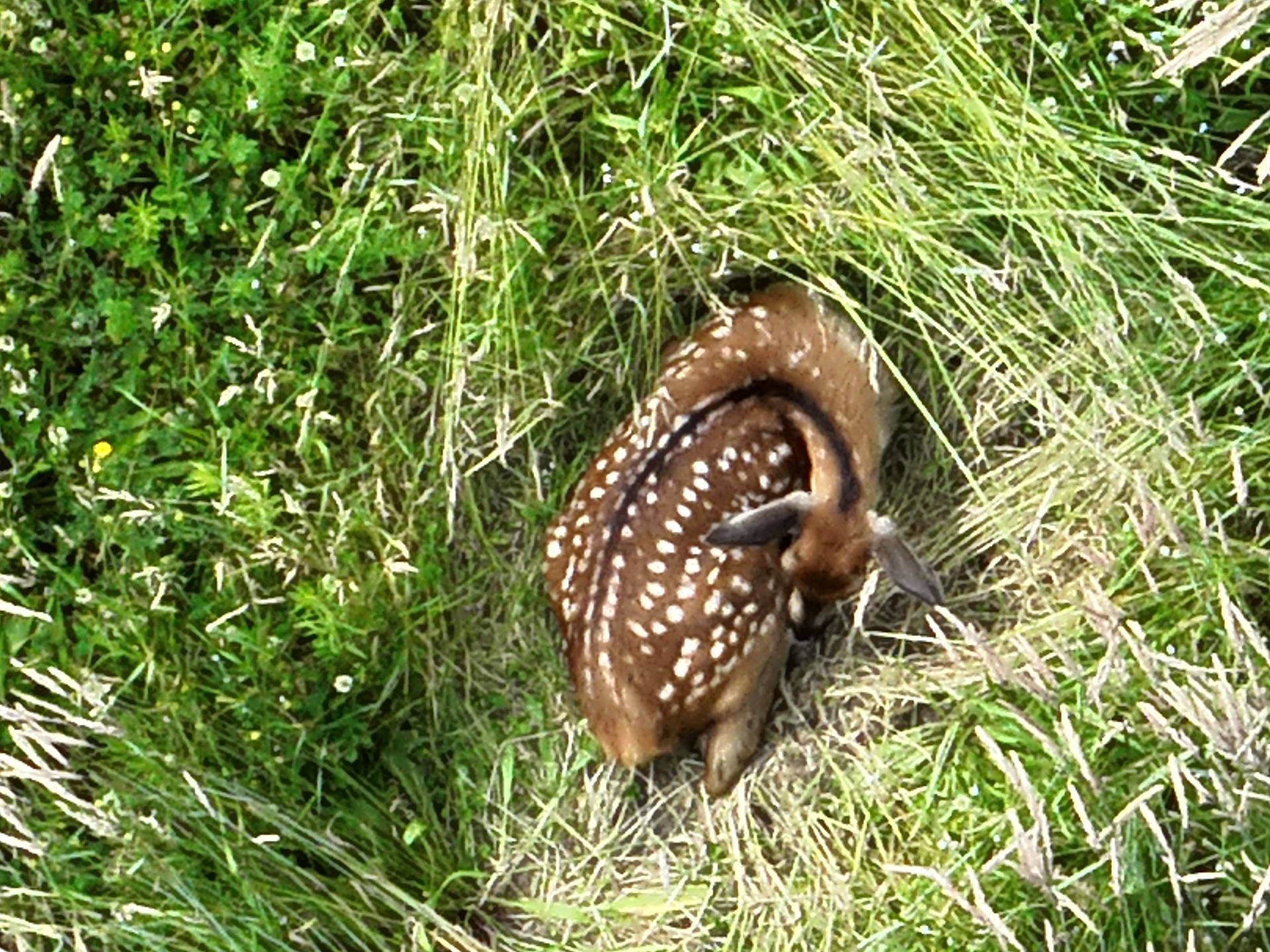 Im Gras zusammengerolltes Rehkitz, braunes Fell mit weißen Flecken, eingebettet in eine grüne Wiese.