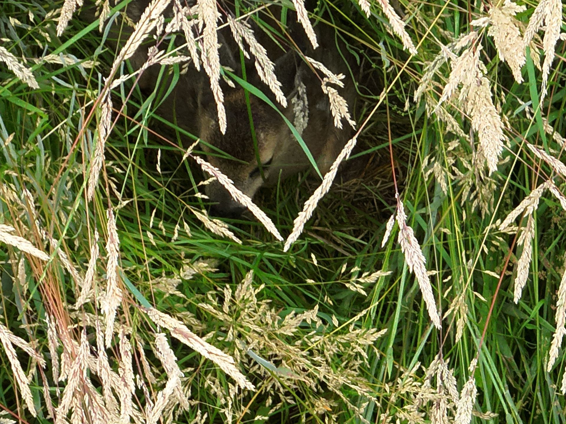 Ein Rehkitz ruht im hohen grünen Gras, größtenteils versteckt.