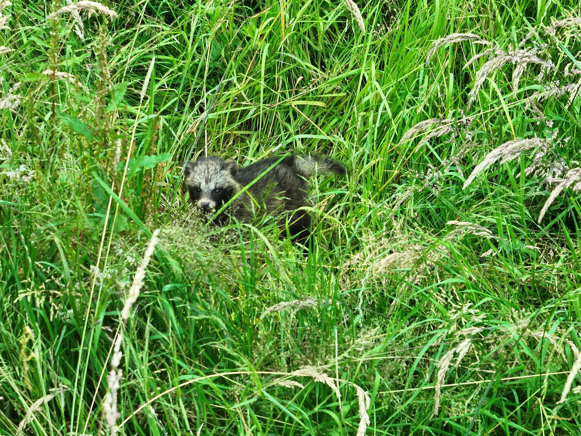 Marderhund im hohen grünen Gras.