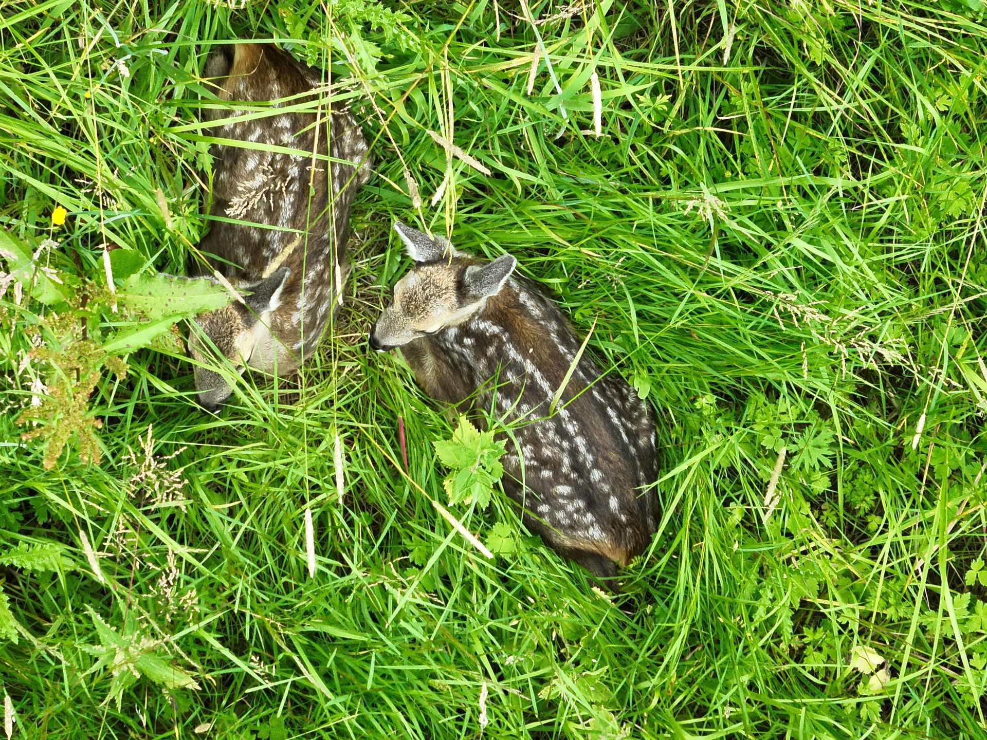 Zwei Rehkitz mit weißen Flecken, eingebettet in grünes Gras.