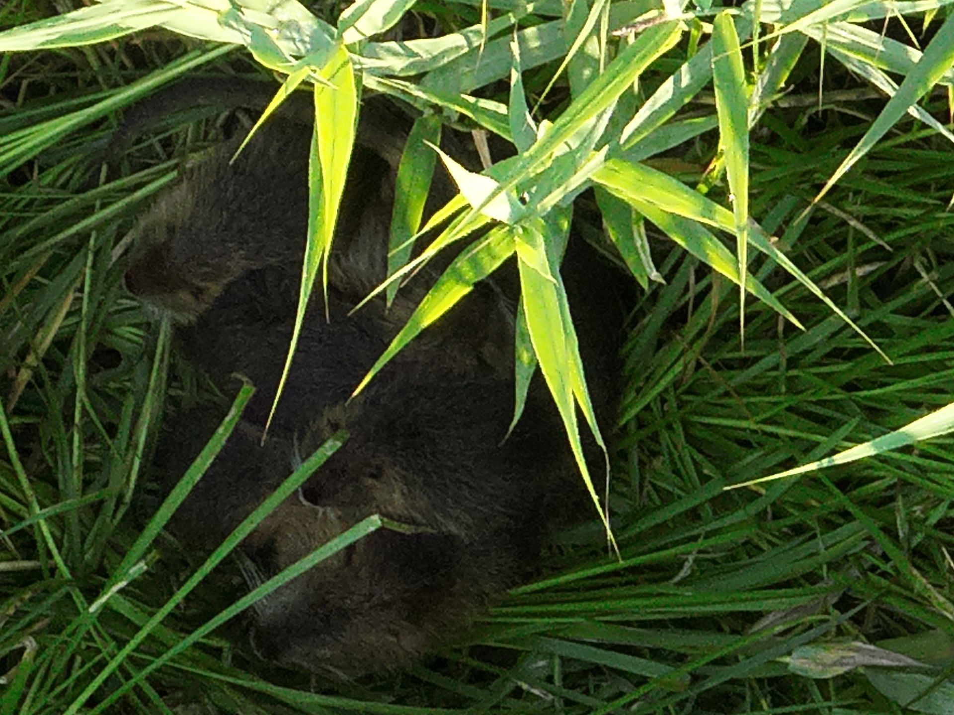 Zwei dunkle Tiere, eingebettet in hohes grünes Gras.