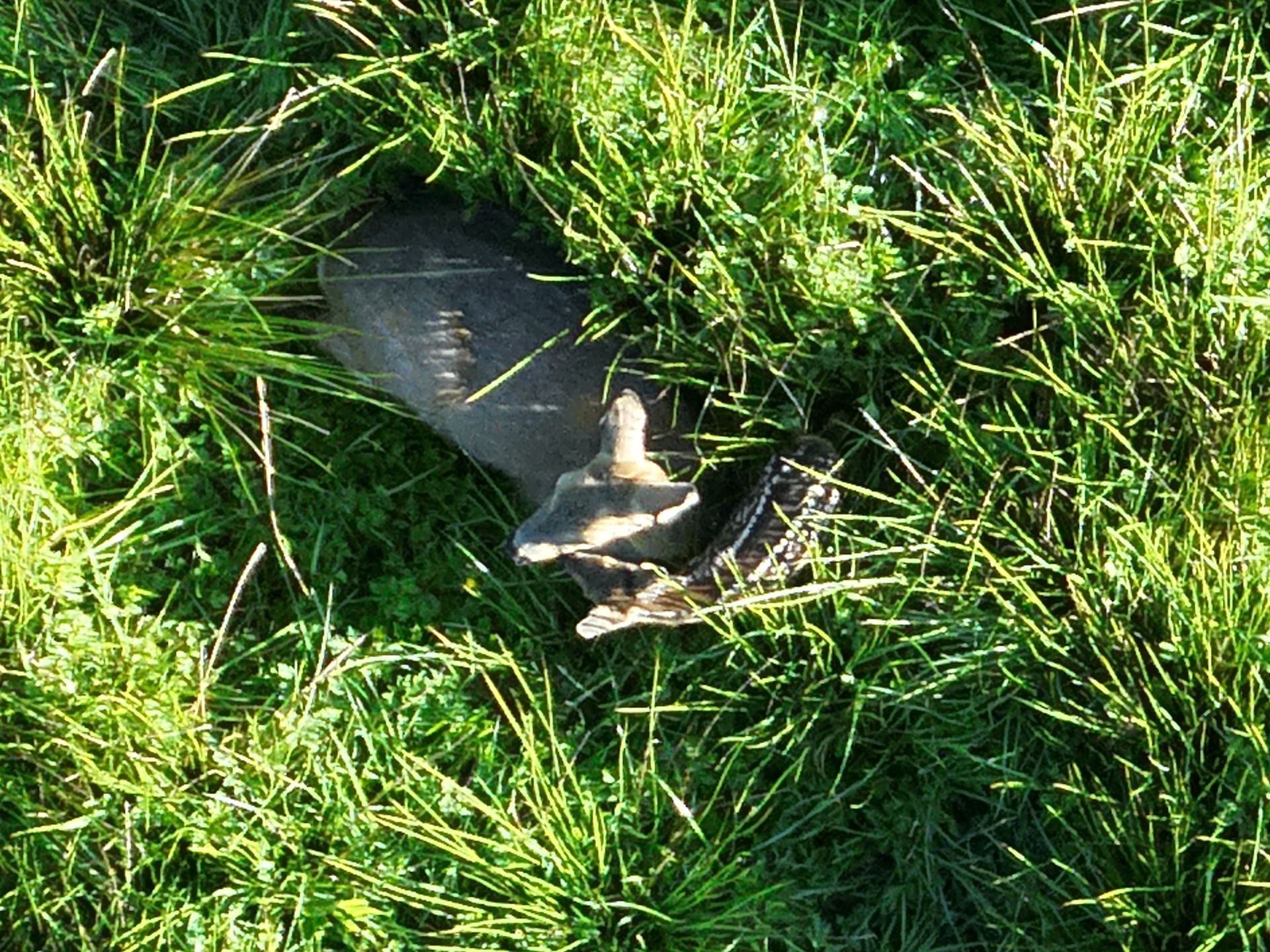 Ein totes Reh liegt im hohen grünen Gras, im Hintergrund ist ein dunkles, verwittertes Objekt zu sehen.