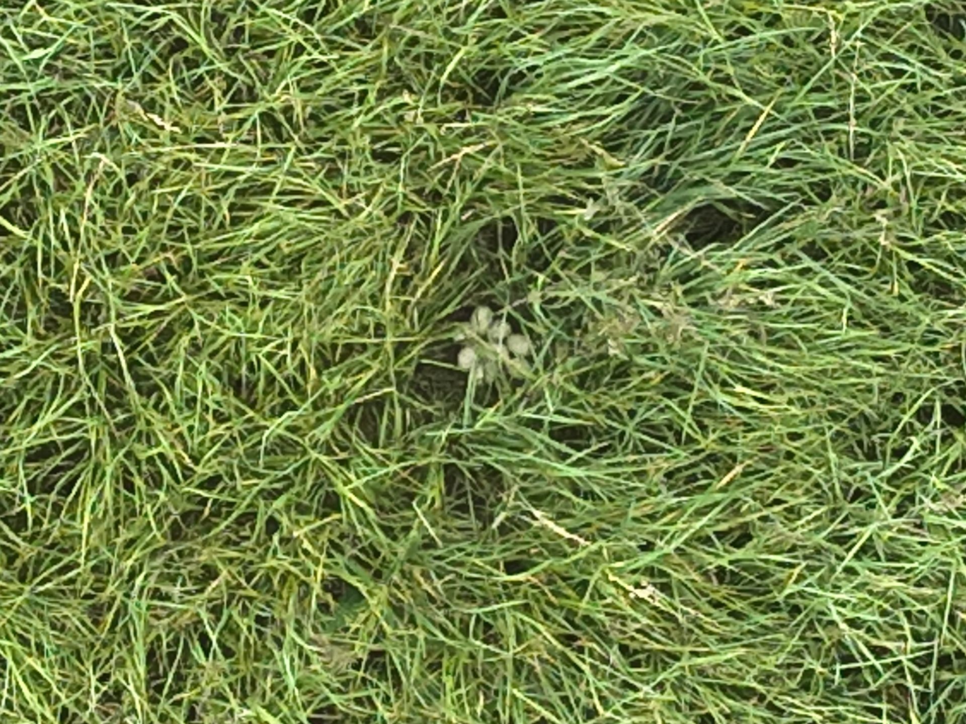 Grünes Gras mit einem kleinen, runden, braunen Objekt in der Mitte.