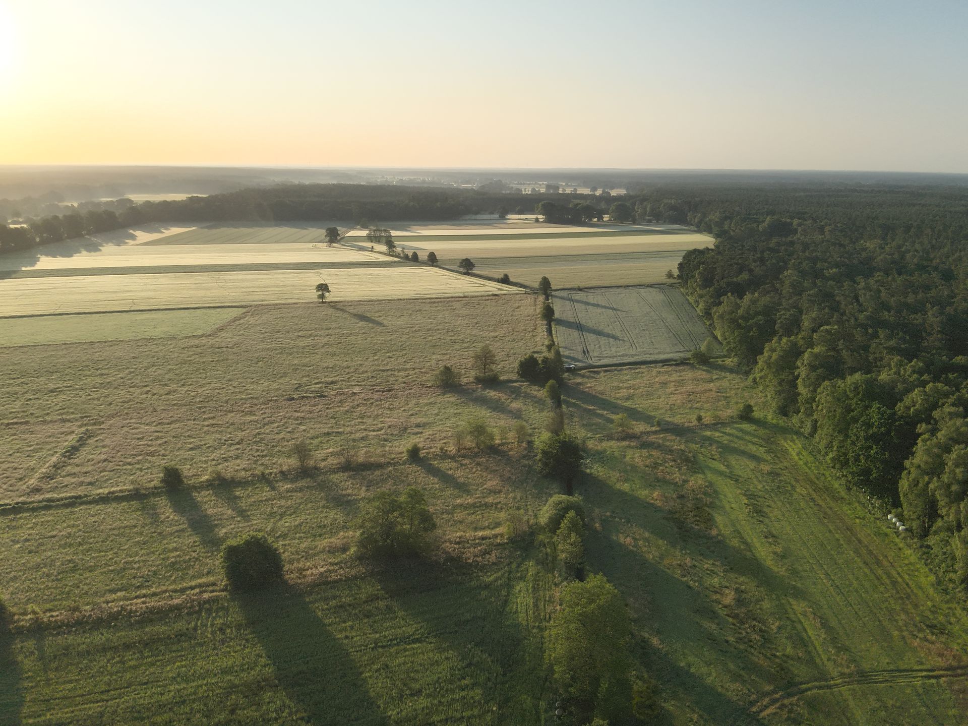 Luftaufnahme einer Wiese und eines Waldes bei Sonnenaufgang, die lange Schatten werfen.