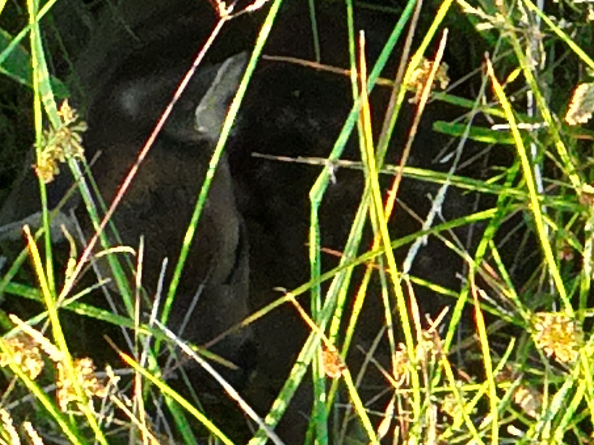 Dunkles Tier, möglicherweise ein Elch, versteckt im hohen grünen Gras.