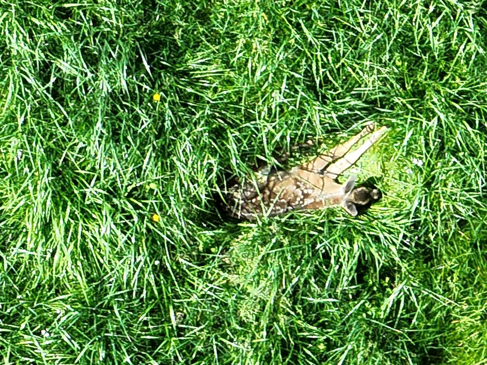 Ente ruht im üppigen, grünen Gras.