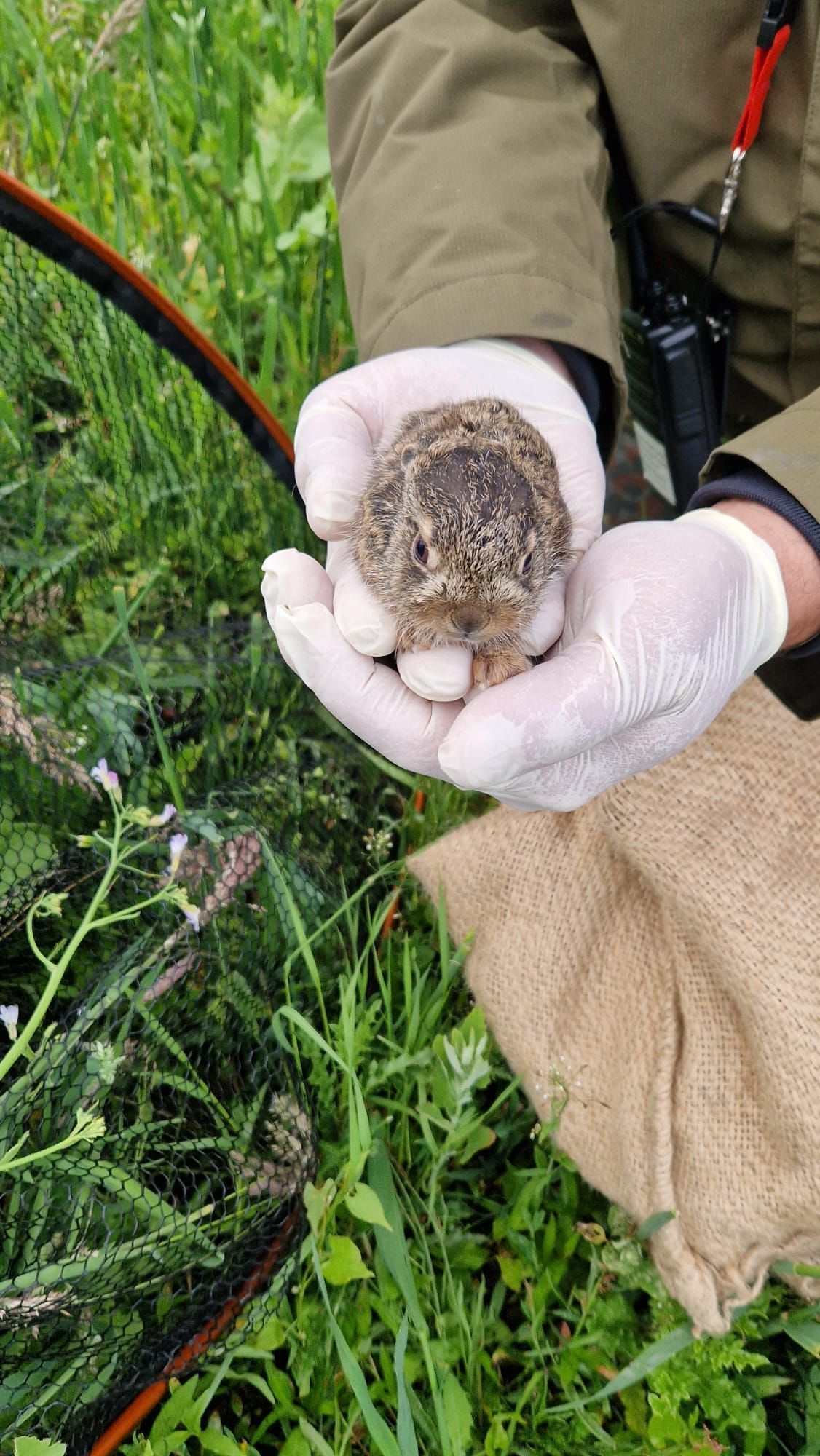 Person mit Handschuhen hält einen kleinen, gesprenkelten Vogel in einer grasbewachsenen Umgebung im Freien.