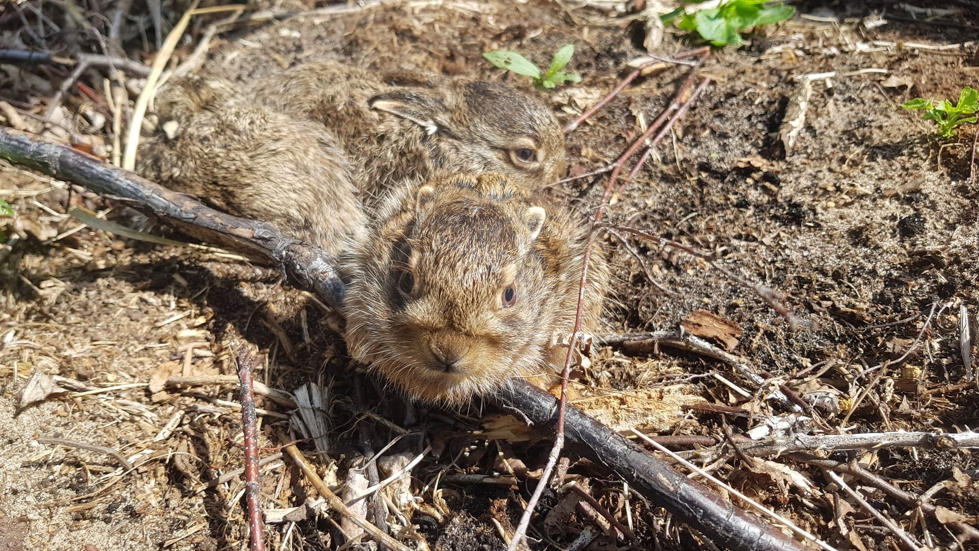 Zwei Kaninchenbabys, eingebettet in Erde und Zweige, mit dem Gesicht nach vorne.