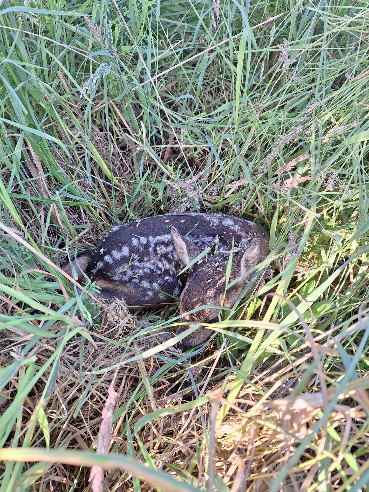 Getarntes Vogelbaby, eingebettet in hohes grünes Gras. Dunkelbraune und weiß gesprenkelte Federn.