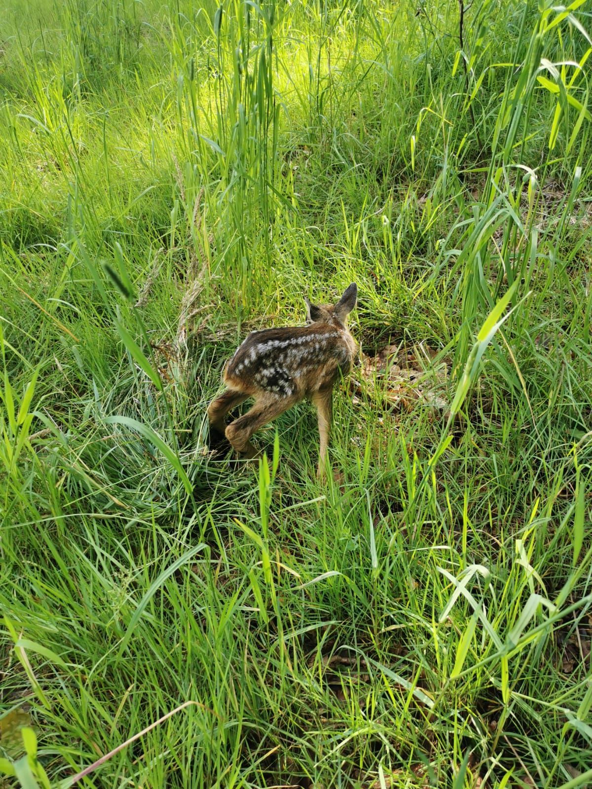 Ein Rehbaby mit geflecktem braunem Fell läuft in einer sonnigen Umgebung im Freien durch hohes grünes Gras.