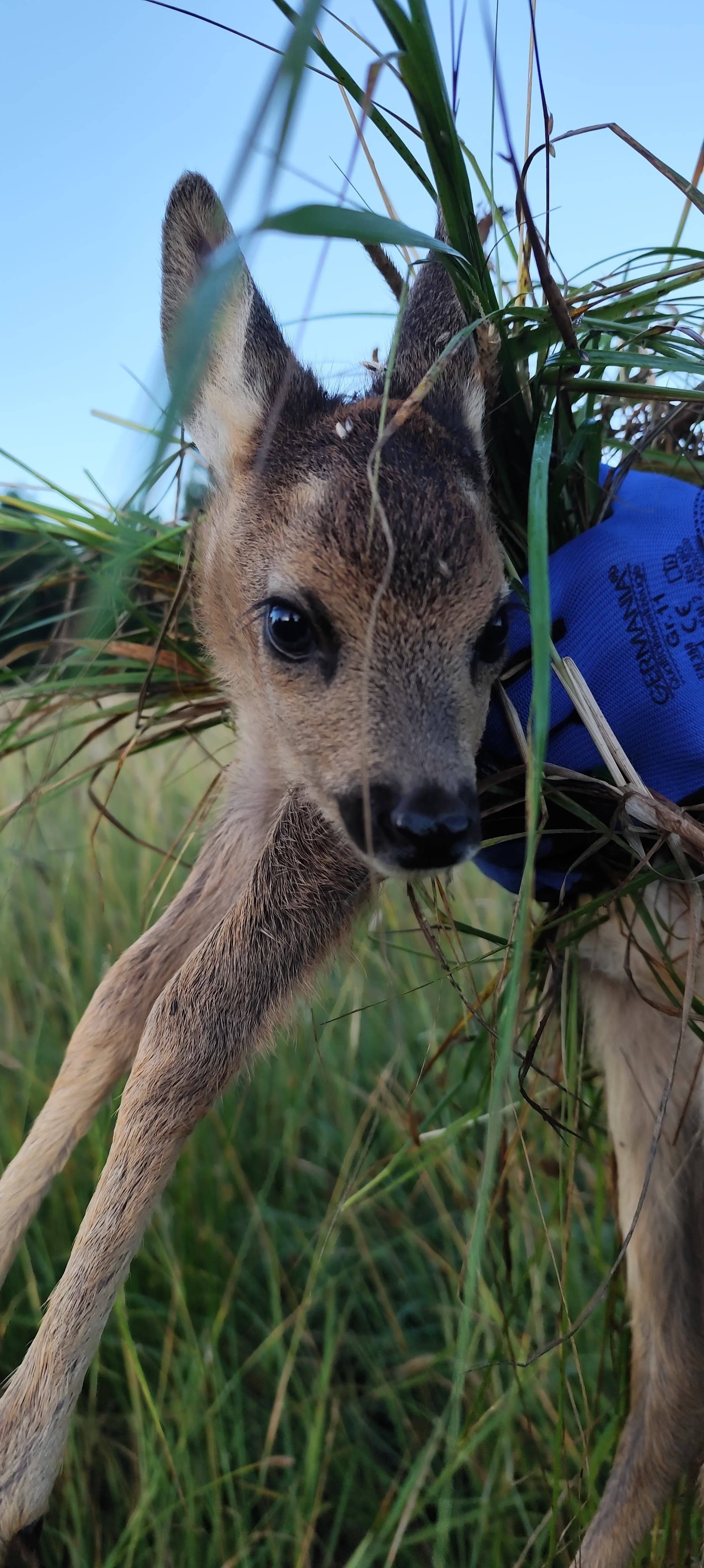 Ein Rehkitz wird von jemandem in den Händen gehalten, umgeben von Gras. Es hat große Augen und braune Flecken.
