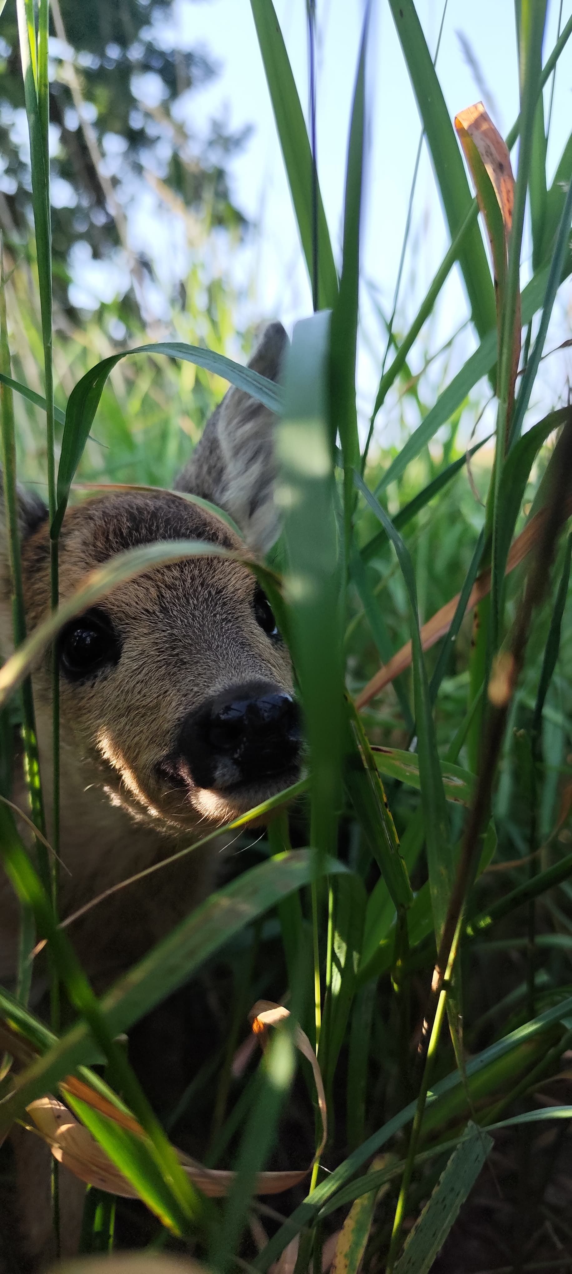 Ein Hirsch lugt aus dem hohen grünen Gras hervor. Die Nase des Hirsches ist schwarz und sein Fell ist braun und gesprenkelt.
