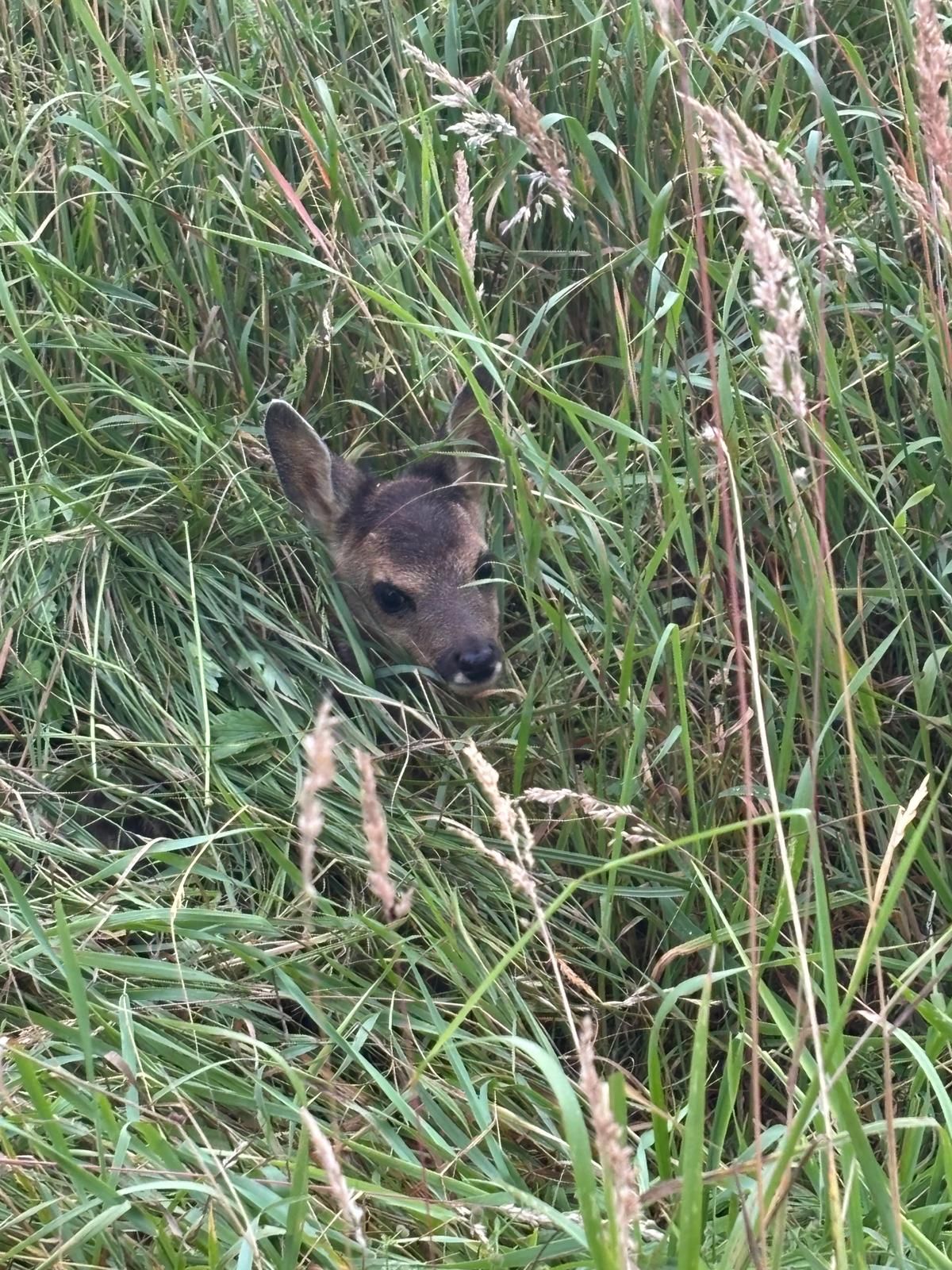 Ein Rehkitz lugt aus dem hohen grünen Gras auf einem Feld hervor und schaut den Betrachter an.