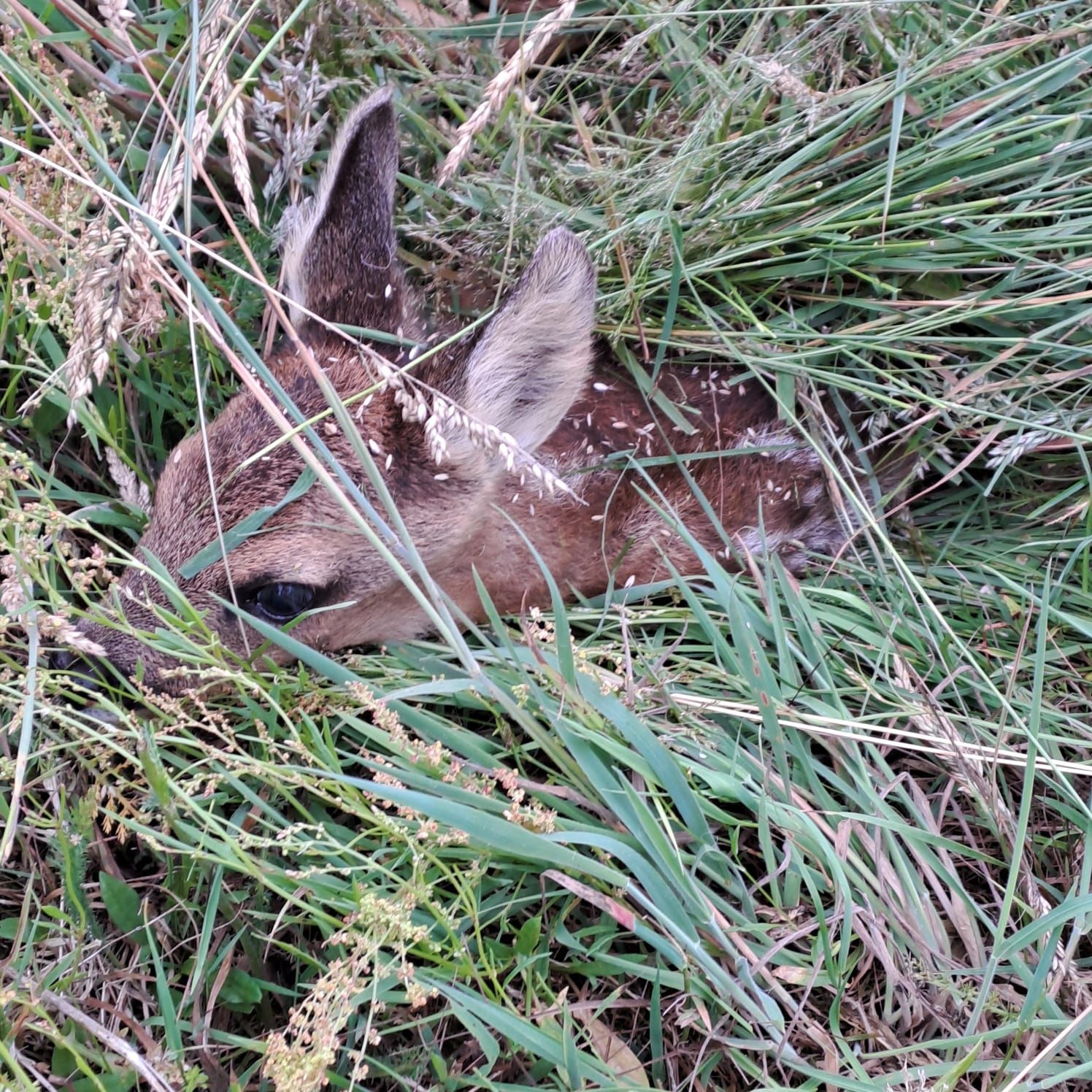 Rehbraun mit weißen Flecken, eingebettet in hohes grünes Gras.