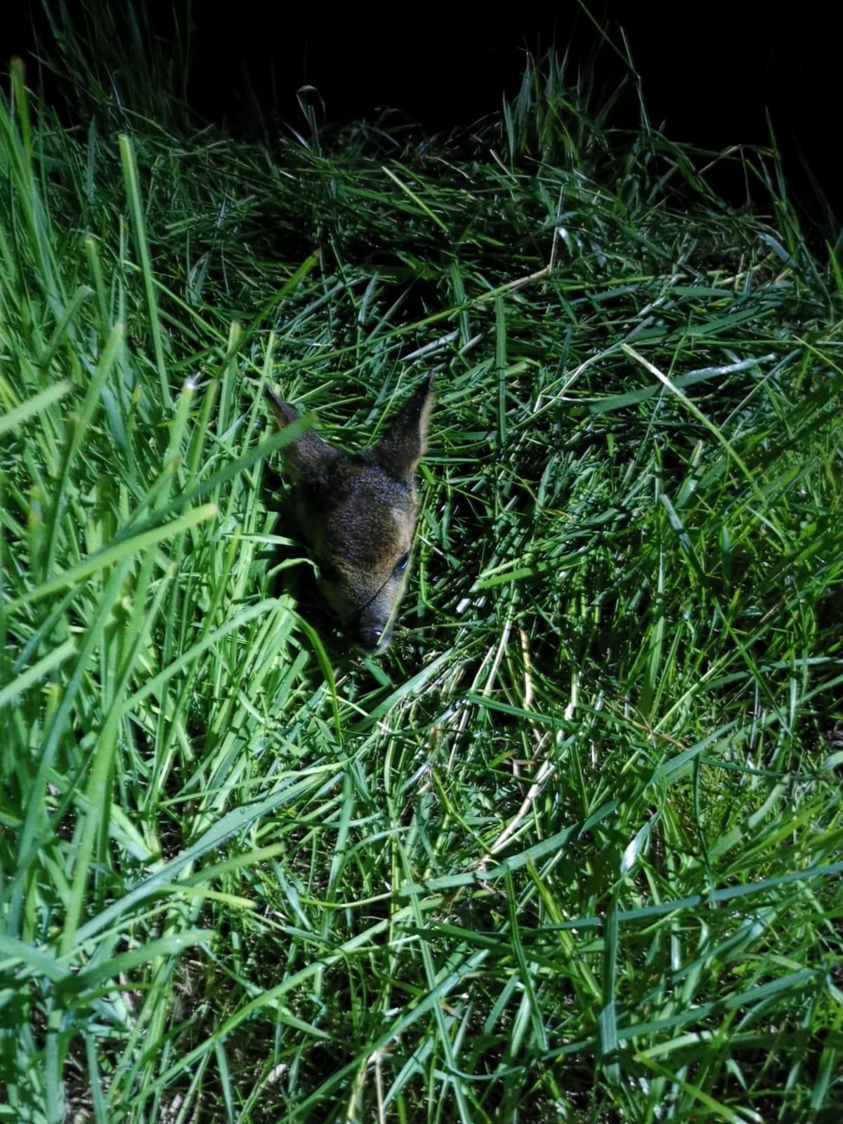 Ein Hirsch, versteckt im hohen grünen Gras, dunkler Hintergrund.