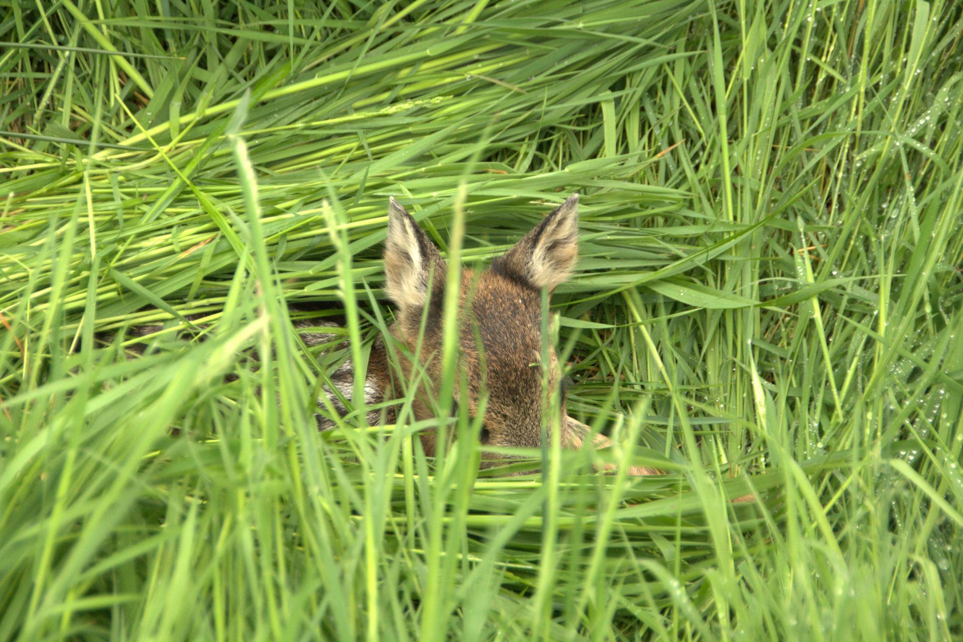 Hirsch im hohen grünen Gras, braunes Fell, Ohren aufrecht, nach vorne blickend.
