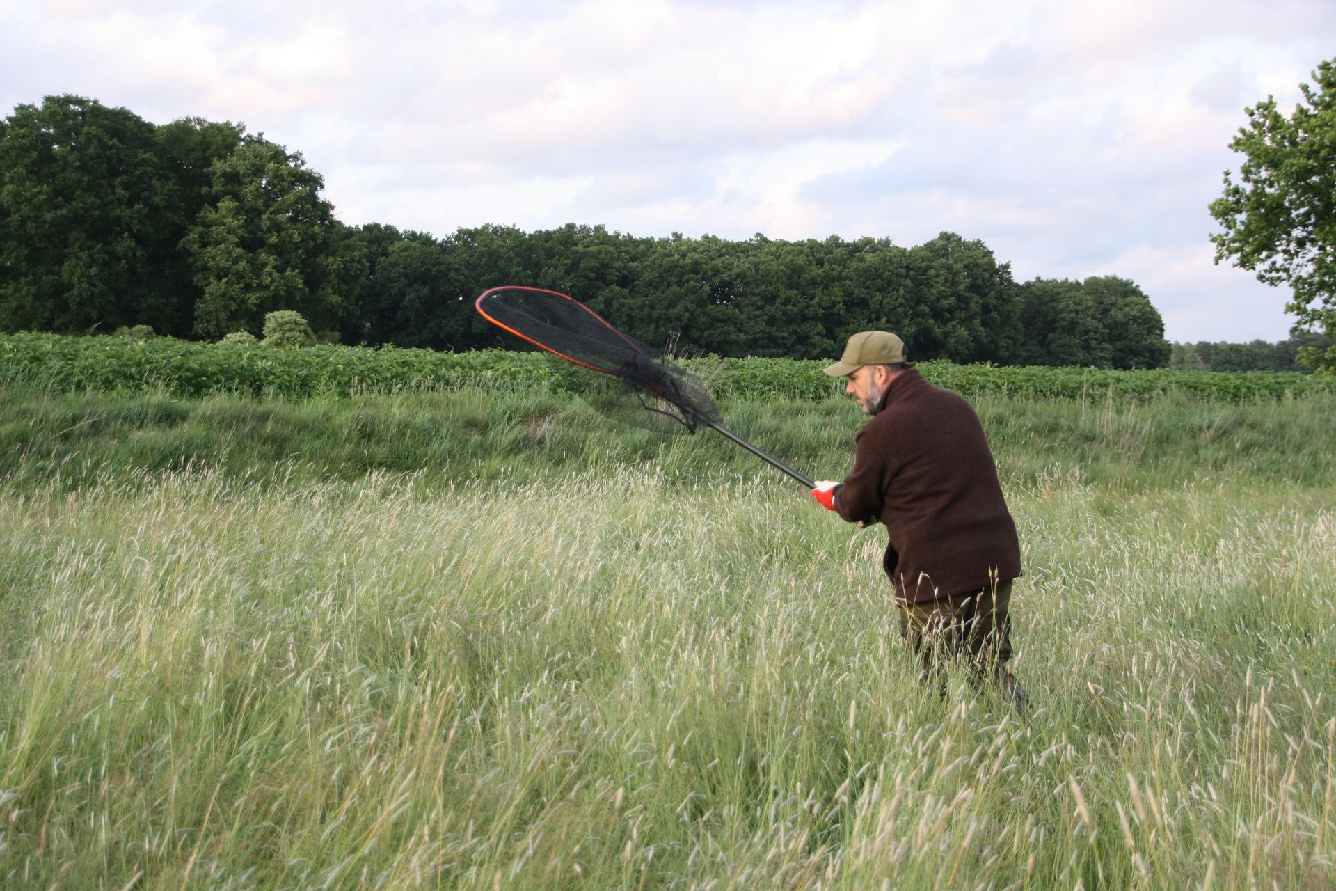 Mann auf einem Feld mit Netz, wahrscheinlich zum Insektensammeln, mit hohem Gras, Bäumen und bewölktem Himmel.