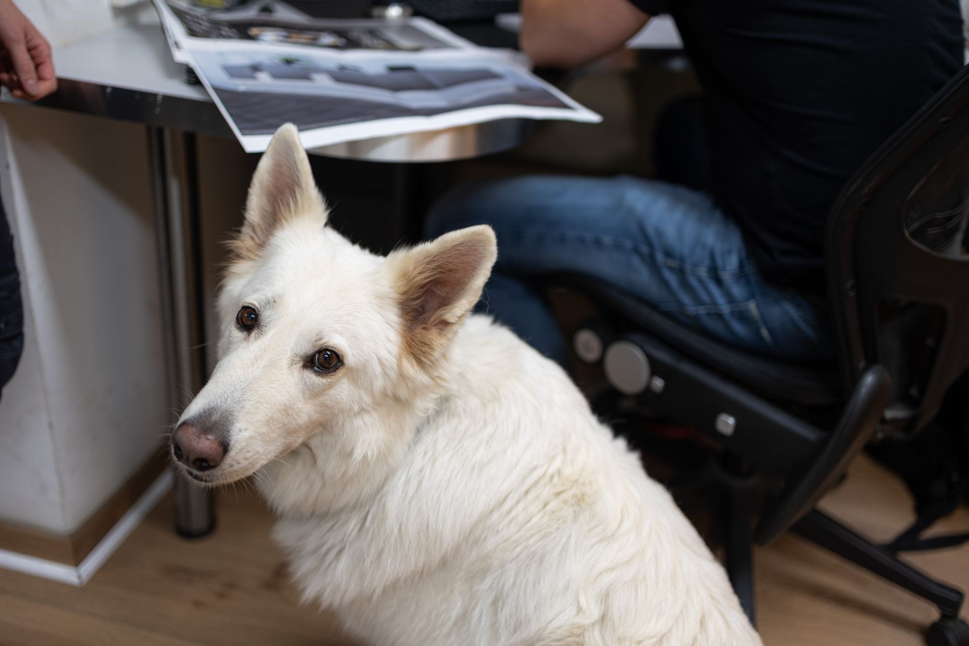 Bürohund der Tischlerei Fritzemeier GmbH