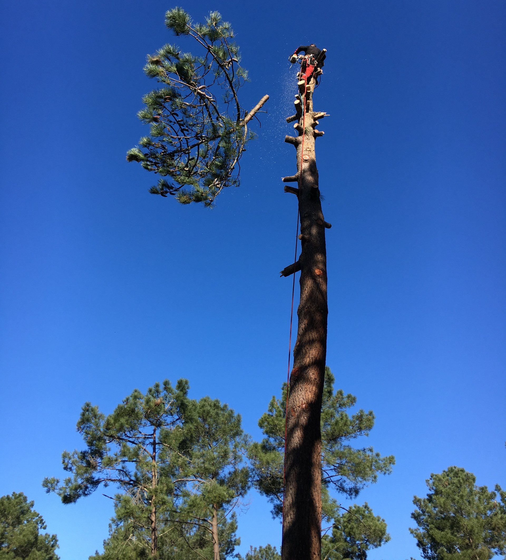Élagage de vos arbres