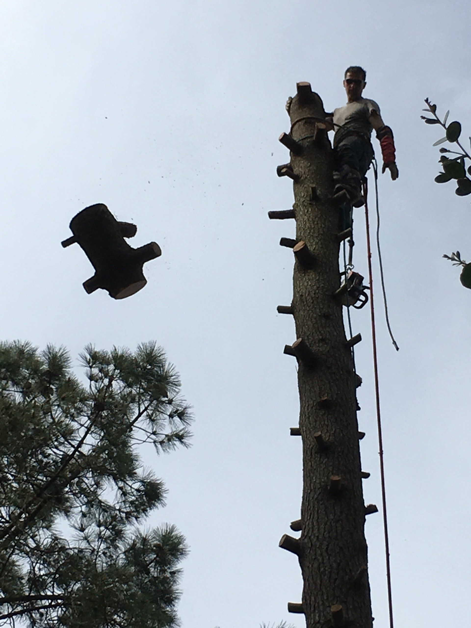 Élagage et abattage d'arbres