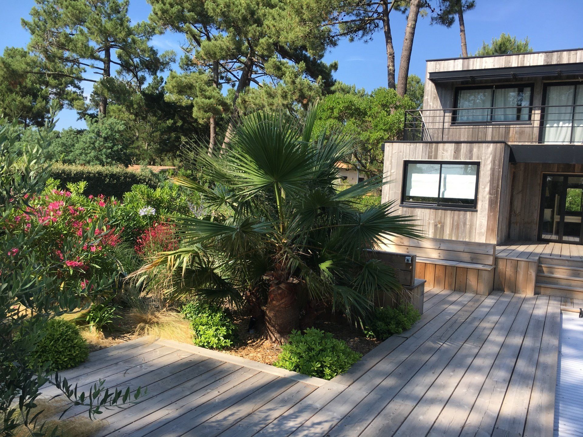 Terrasse en bois autour d'une plante
