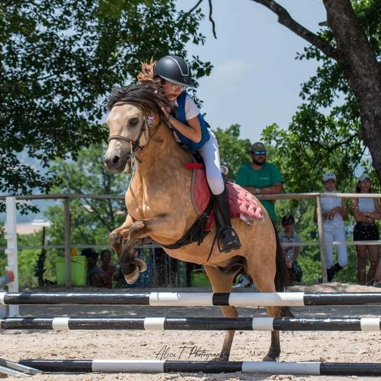 Un cheval et son cavalier franchissent un obstacle dans un manège équestre extérieur.