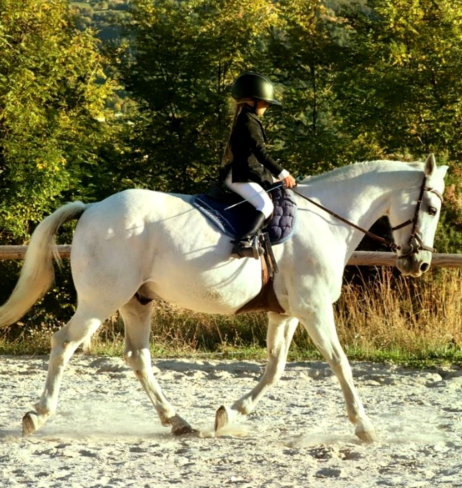 Un cavalier sur un cheval blanc trottant sur un sentier sablonneux avec des arbres en arrière-plan