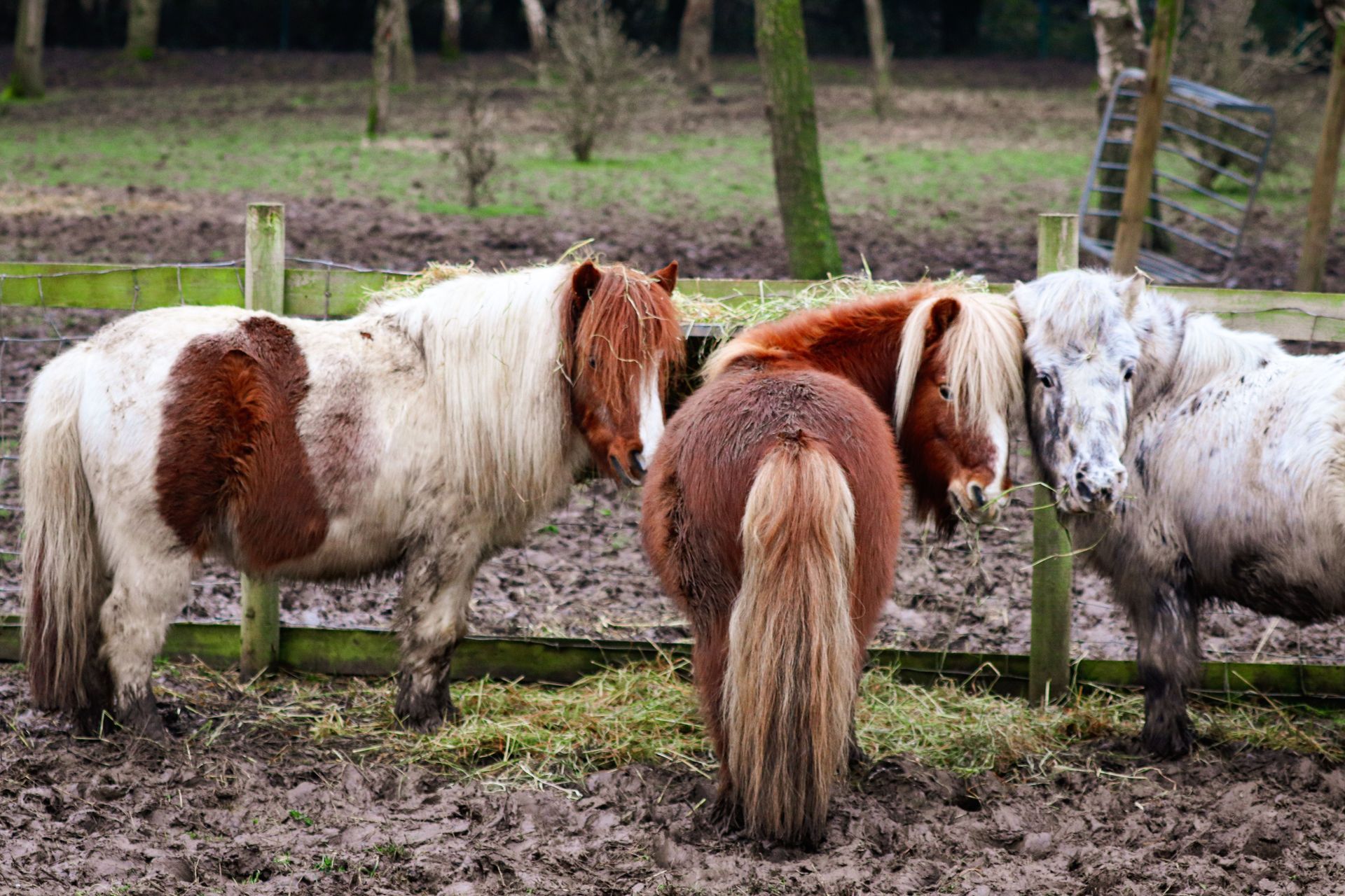 Quatre petits poneys au pelage brun et blanc se tiennent côte à côte dans un pâturage boueux, près d'une clôture.