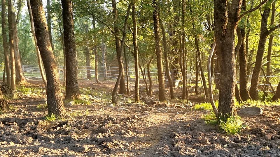 Forêt ensoleillée avec de grands arbres, un sol sec recouvert de feuilles mortes et un chemin de terre traversant les bois.