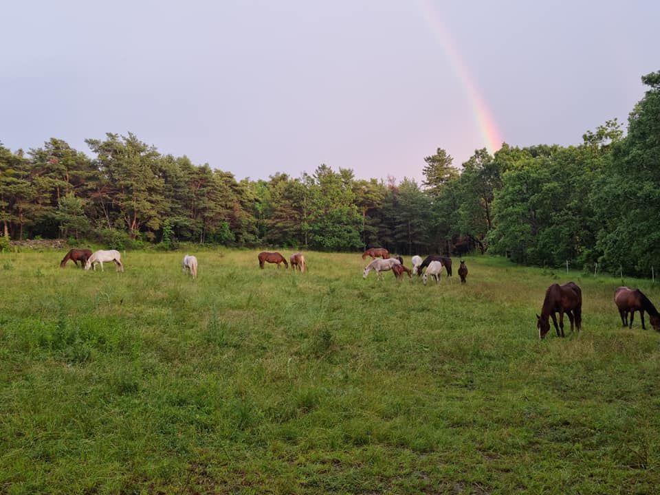 Des chevaux paissent dans un champ verdoyant, bordé d'arbres, sous un léger arc-en-ciel.