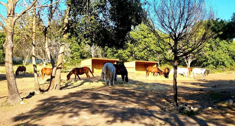 Des chevaux paissent dans un pâturage boisé et ensoleillé, avec des arbres et une clôture en arrière-plan.