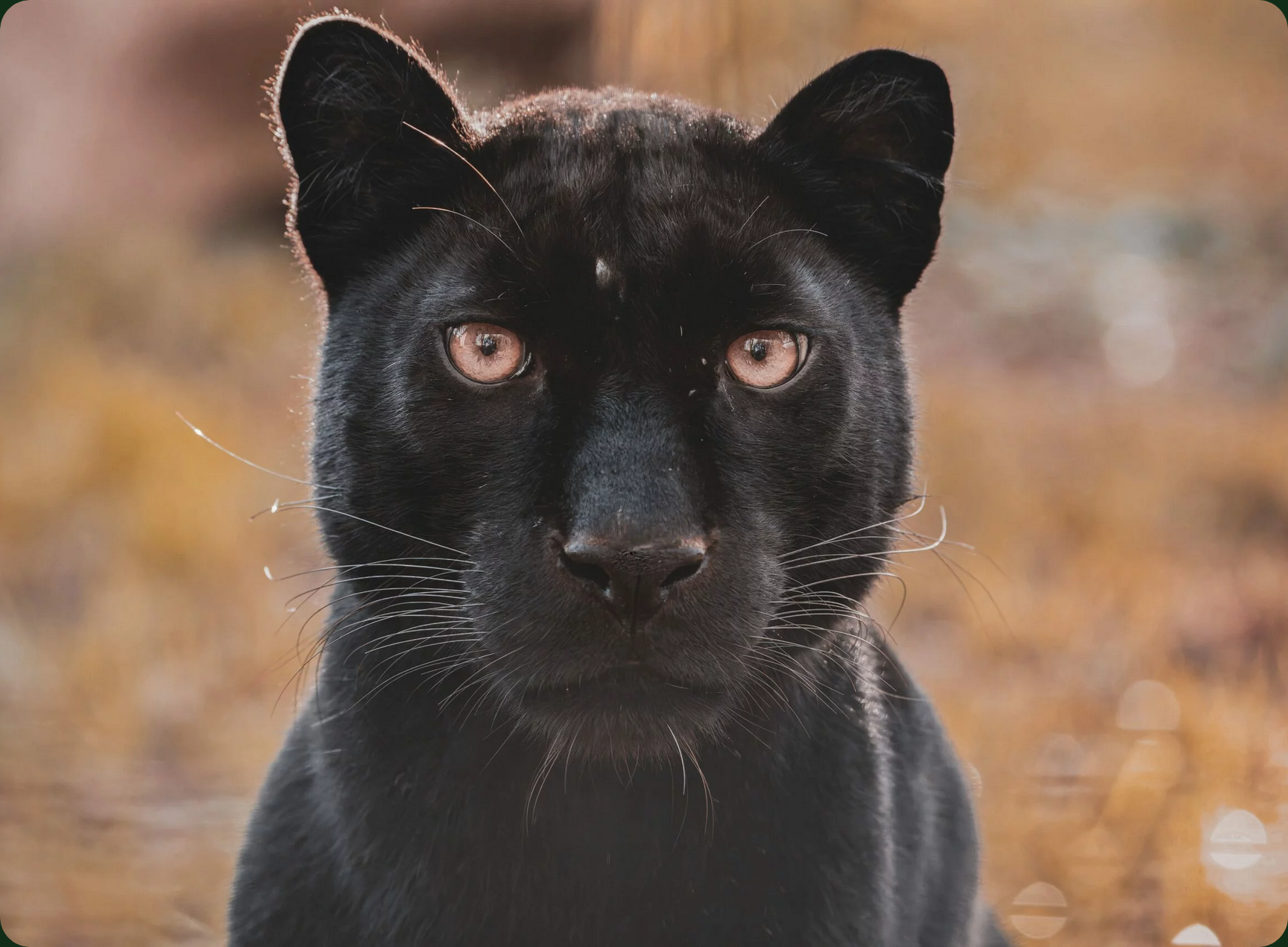 refuge de l'arche château-gontier