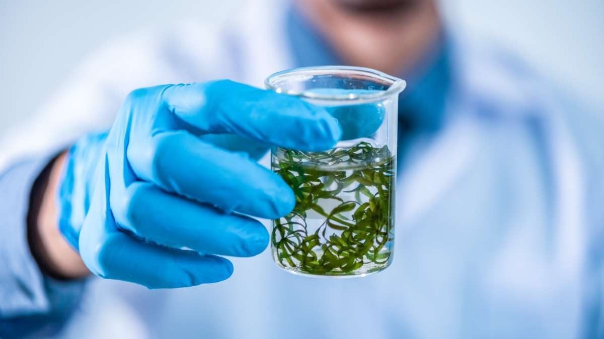 Un científico sostiene un vaso de precipitados que contiene algas.