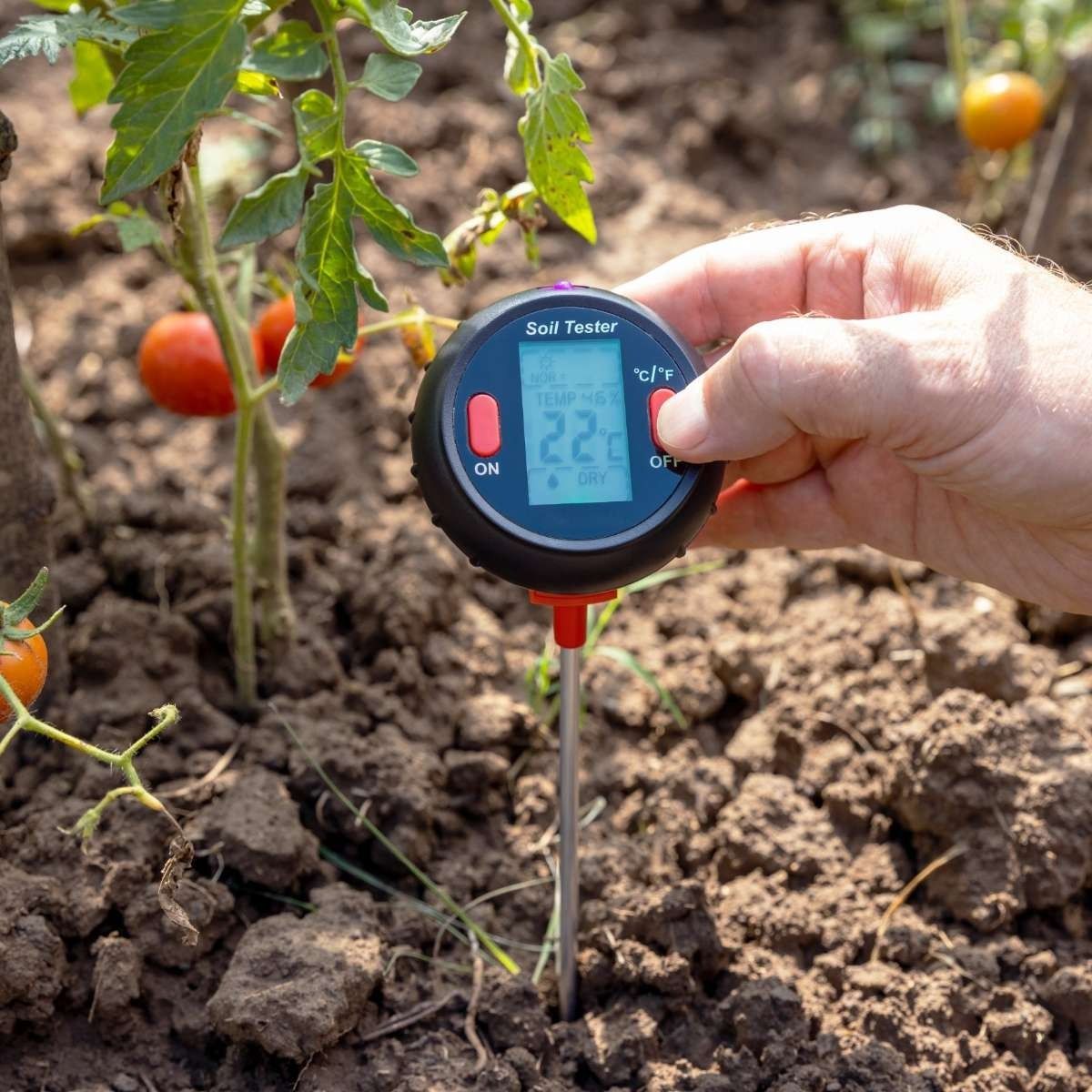 Una persona está usando un termómetro digital para medir la temperatura de una planta de tomate.