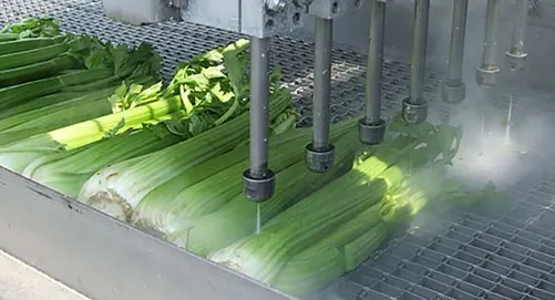 In einer Fabrik wird Sellerie in einer Maschine gewaschen.