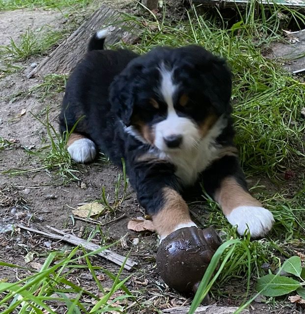 Papa Django vom Schwandedörfli