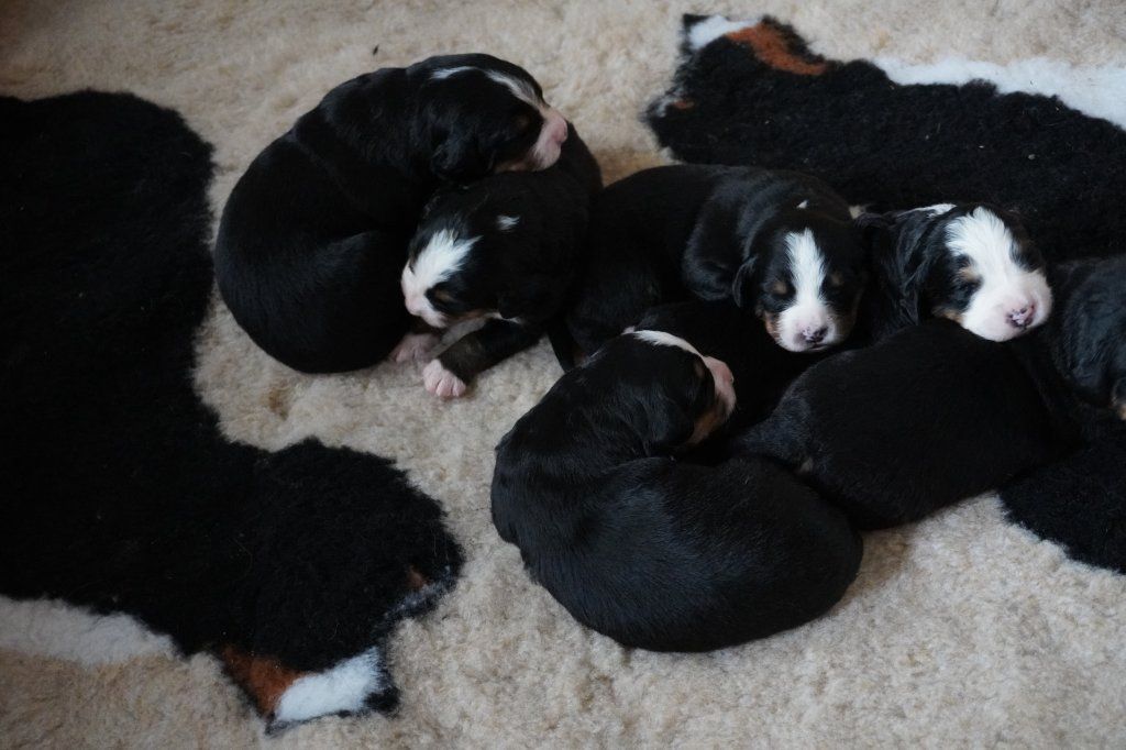 Papa Django vom Schwandedörfli