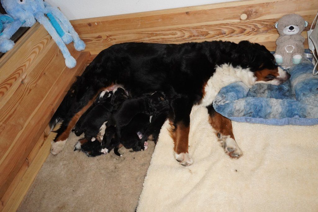 Papa Django vom Schwandedörfli