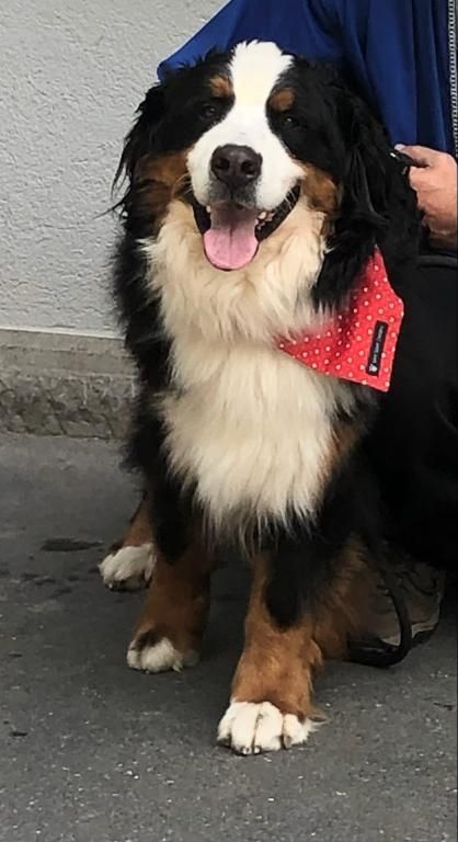 Papa Django vom Schwandedörfli