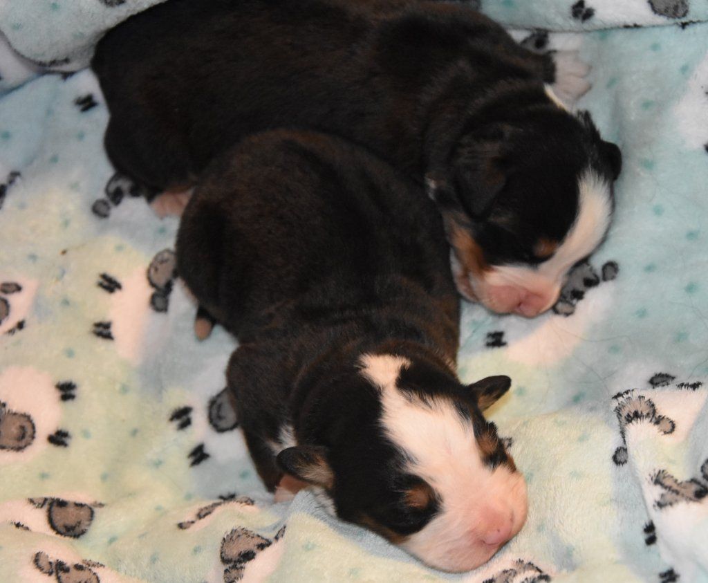 Papa Django vom Schwandedörfli